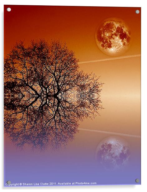 Moonlit tree Acrylic by Sharon Lisa Clarke