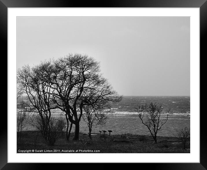 Coastal Trees in Monochrome Framed Mounted Print by Sarah Osterman