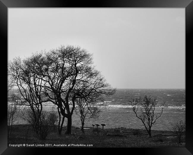 Coastal Trees in Monochrome Framed Print by Sarah Osterman
