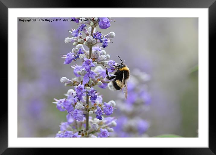 Bumble Bee Framed Mounted Print by Keith Briggs