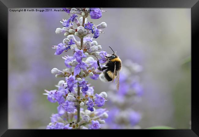 Bumble Bee Framed Print by Keith Briggs