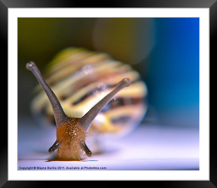 snail pace Framed Mounted Print by Wayne Baillie