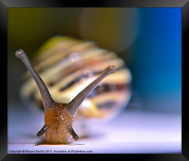 snail pace Framed Print by Wayne Baillie