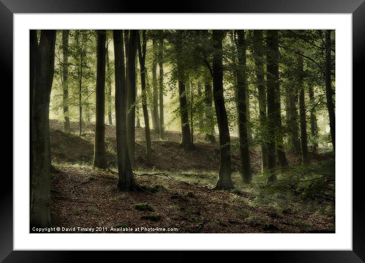 Misty Beech Woods Framed Mounted Print by David Tinsley