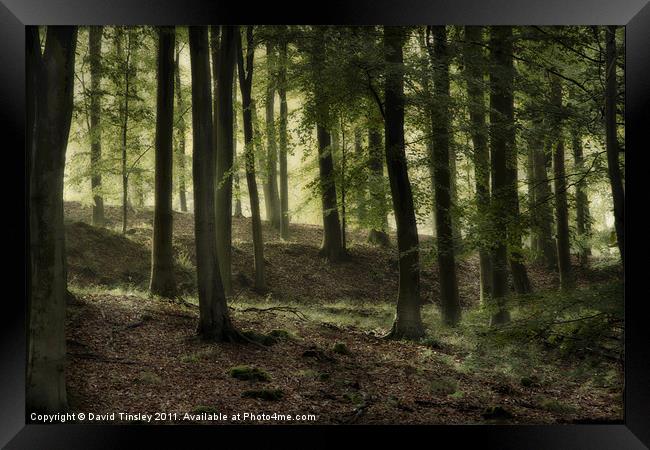 Misty Beech Woods Framed Print by David Tinsley