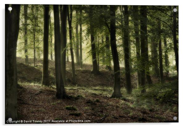Misty Beech Woods Acrylic by David Tinsley