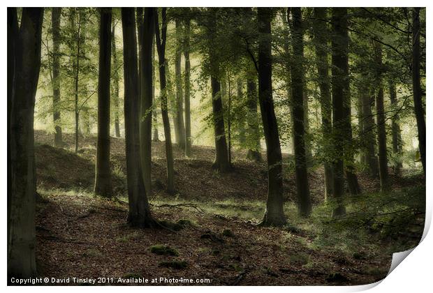 Misty Beech Woods Print by David Tinsley