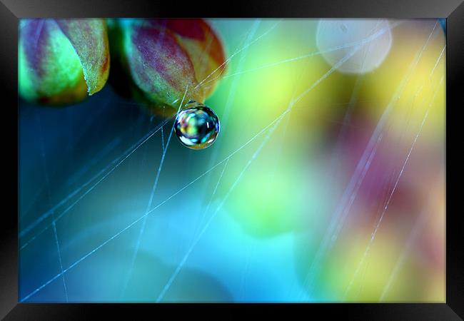Rainbow Web Framed Print by Sharon Johnstone