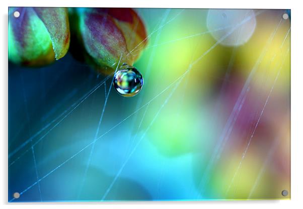Rainbow Web Acrylic by Sharon Johnstone