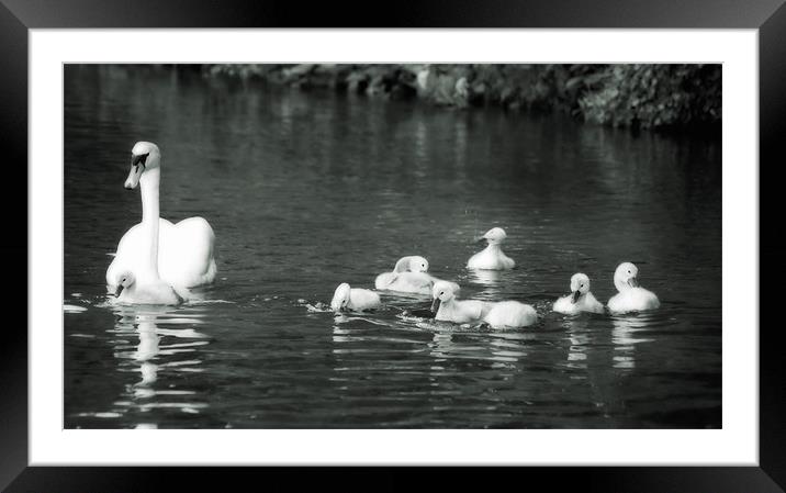 Swans a Swimming down the river. Framed Mounted Print by Paul Brewer