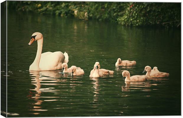Swans a swimming Canvas Print by Paul Brewer