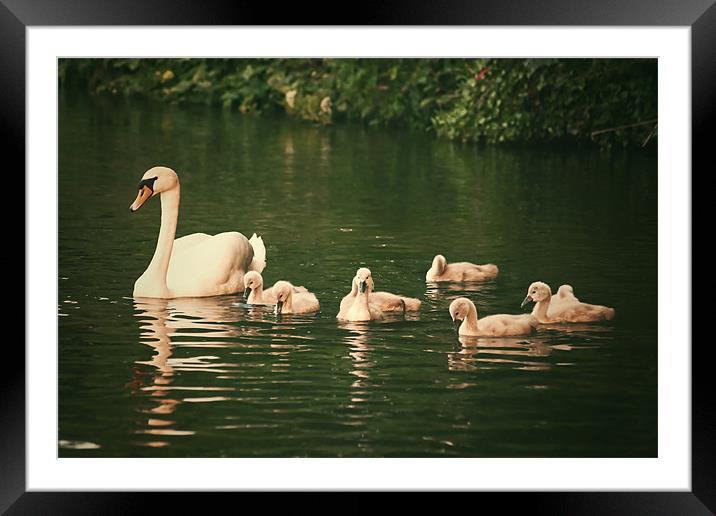 Swans a swimming Framed Mounted Print by Paul Brewer