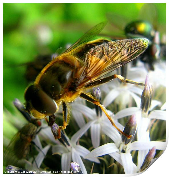 Busy Bee Print by Liz Ward