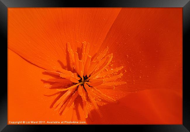 Big Bright Orange Framed Print by Liz Ward