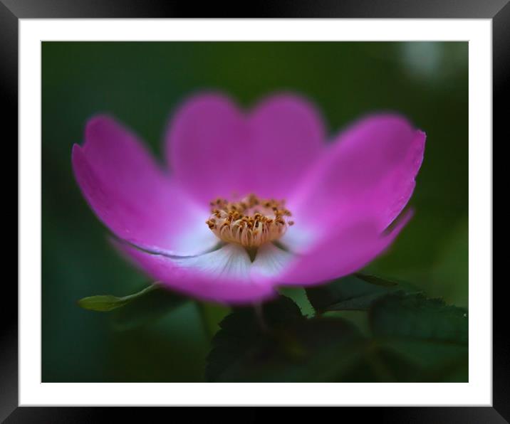 Pink Rambling Rose Framed Mounted Print by Paul Brewer