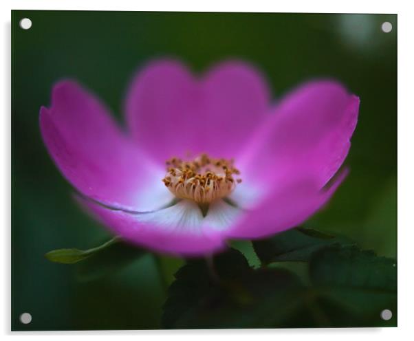 Pink Rambling Rose Acrylic by Paul Brewer