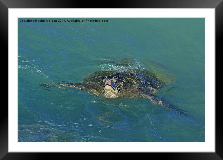 Green backed turtle. Framed Mounted Print by John Morgan