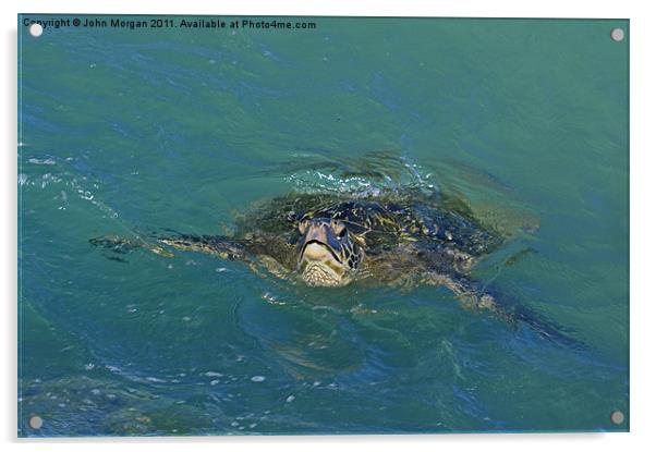 Green backed turtle. Acrylic by John Morgan