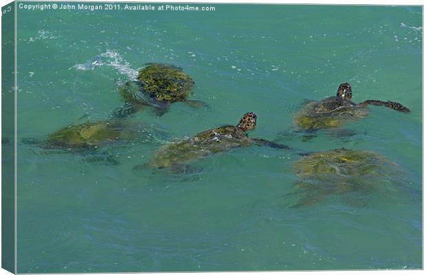 Green Backed Turtles. Canvas Print by John Morgan
