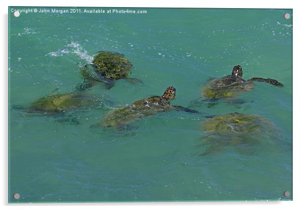 Green Backed Turtles. Acrylic by John Morgan