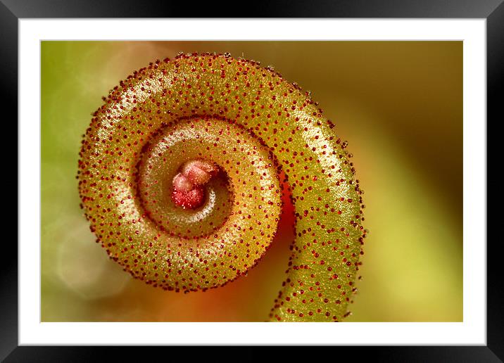 In a Twirl Framed Mounted Print by Sharon Johnstone