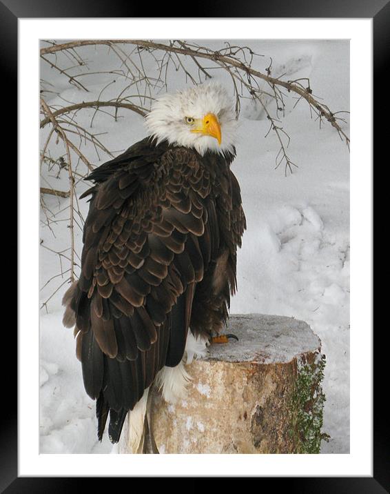 Bald Eagle Framed Mounted Print by Will Black