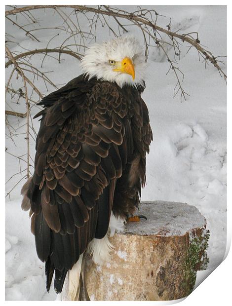 Bald Eagle Print by Will Black