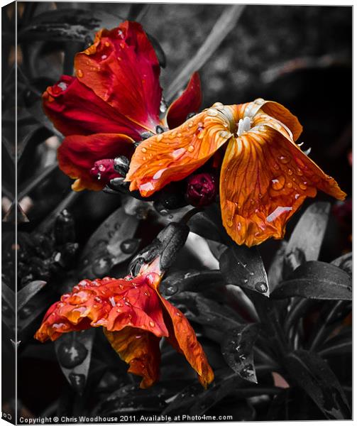 Dew on Flowers Canvas Print by Chris Woodhouse