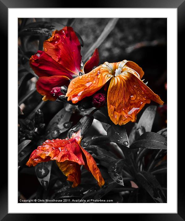 Dew on Flowers Framed Mounted Print by Chris Woodhouse