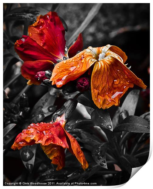 Dew on Flowers Print by Chris Woodhouse