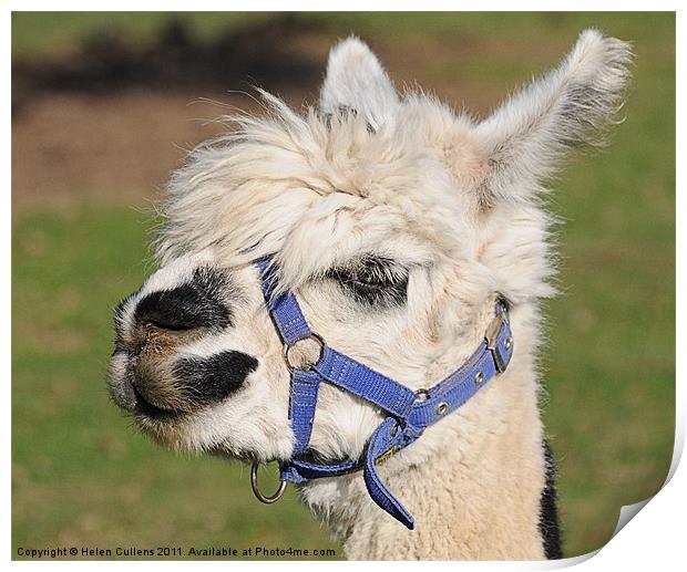 ALPACCA Print by Helen Cullens