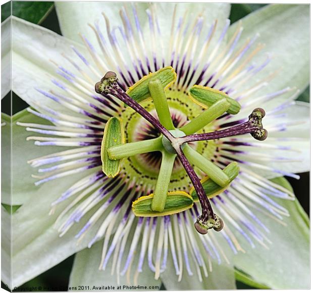 PASSION FLOWER Canvas Print by Helen Cullens
