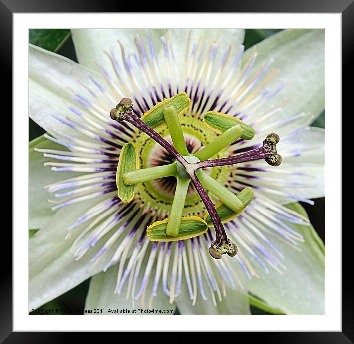PASSION FLOWER Framed Mounted Print by Helen Cullens