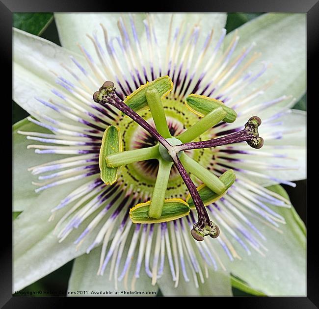 PASSION FLOWER Framed Print by Helen Cullens