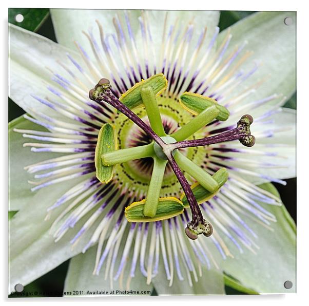 PASSION FLOWER Acrylic by Helen Cullens