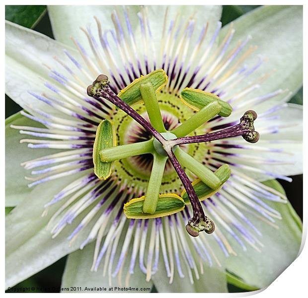 PASSION FLOWER Print by Helen Cullens