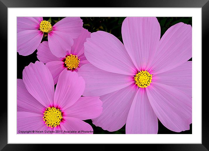 PRETTY IN PINK Framed Mounted Print by Helen Cullens