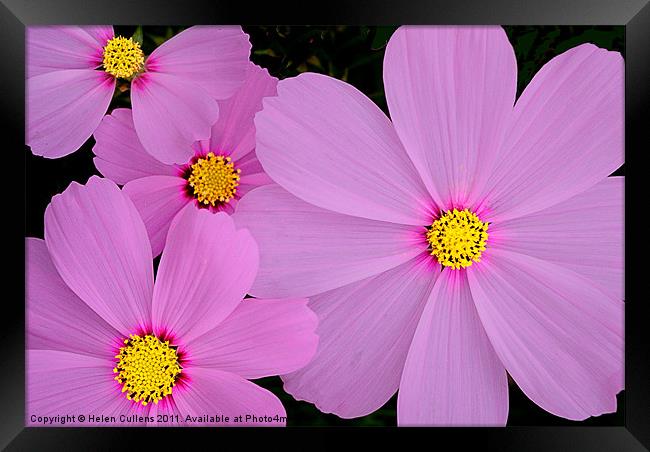 PRETTY IN PINK Framed Print by Helen Cullens
