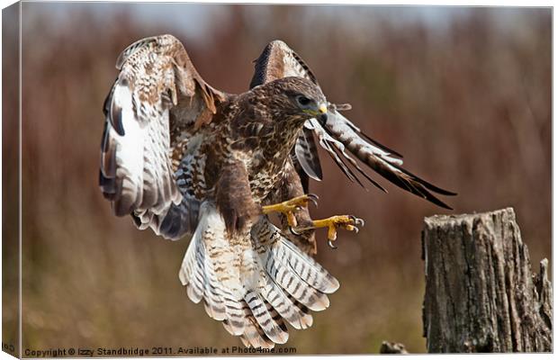 Buzzard landing Canvas Print by Izzy Standbridge