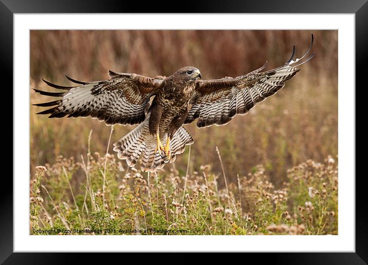 Buzzard over meadow Framed Mounted Print by Izzy Standbridge