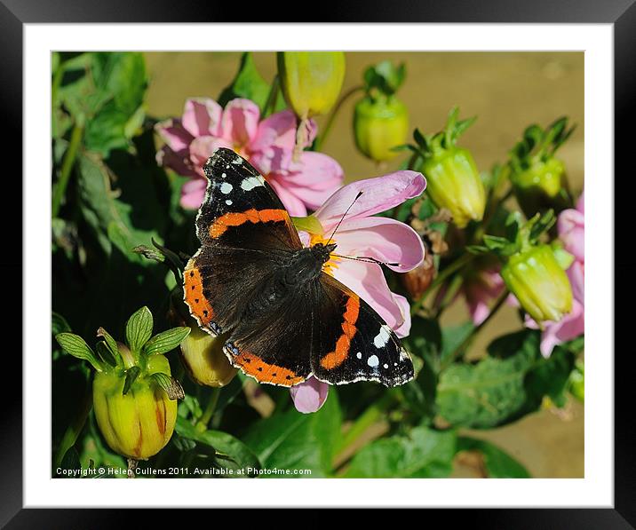 RED ADMIRAL ON DAHLIA Framed Mounted Print by Helen Cullens