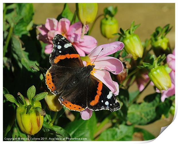 RED ADMIRAL ON DAHLIA Print by Helen Cullens