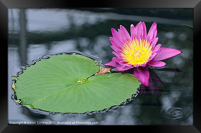 WATER LILY Framed Print by Helen Cullens