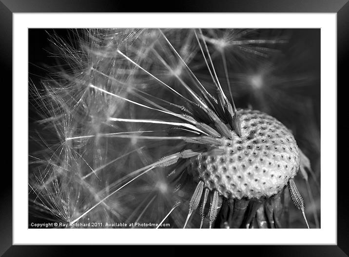 Dandelion Clock Framed Mounted Print by Ray Pritchard