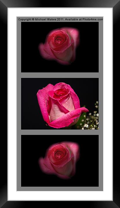 3 Little Roses Framed Mounted Print by Michael Waters Photography