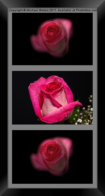 3 Little Roses Framed Print by Michael Waters Photography