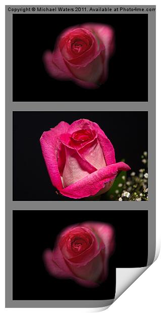 3 Little Roses Print by Michael Waters Photography