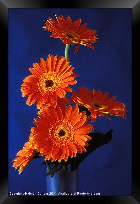 ORANGE GERBERAS ON BLUE Framed Print by Helen Cullens