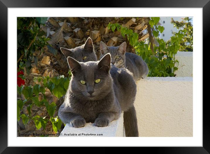 Three Grey Catz Framed Mounted Print by Dave Menzies