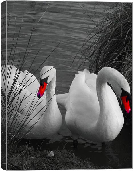 The Two Swans Canvas Print by Kate Hartfield